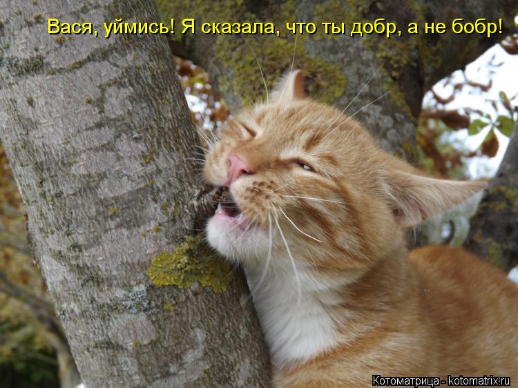 Вася, уймись! Я сказала, что ты добр, а не бобр!... Котоматрица: Вася, уймись! Я сказала, что ты добр, а не бобр!
