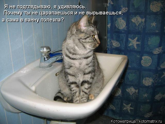 Я не подглядываю, я удивляюсь. Почему ты не царапаешься и не вырываешься, а сама в ванну полезла?... Котоматрица: Я не подглядываю, я удивляюсь. Почему ты не царапаешься и не вырываешься, а сама в ванну полезла?