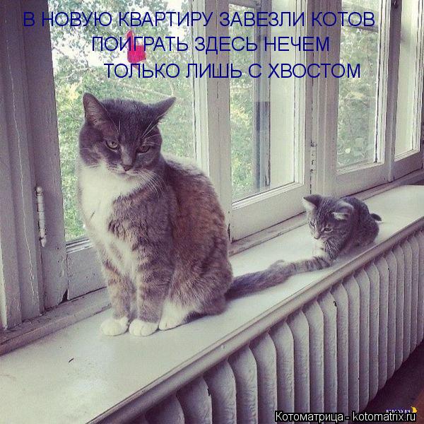 В НОВУЮ КВАРТИРУ ЗАВЕЗЛИ КОТОВ ПОИГРАТЬ ЗДЕСЬ НЕЧЕМ ТОЛЬКО ЛИШЬ С ХВОСТОМ... Котоматрица: В НОВУЮ КВАРТИРУ ЗАВЕЗЛИ КОТОВ ПОИГРАТЬ ЗДЕСЬ НЕЧЕМ ТОЛЬКО ЛИШЬ С ХВОСТОМ