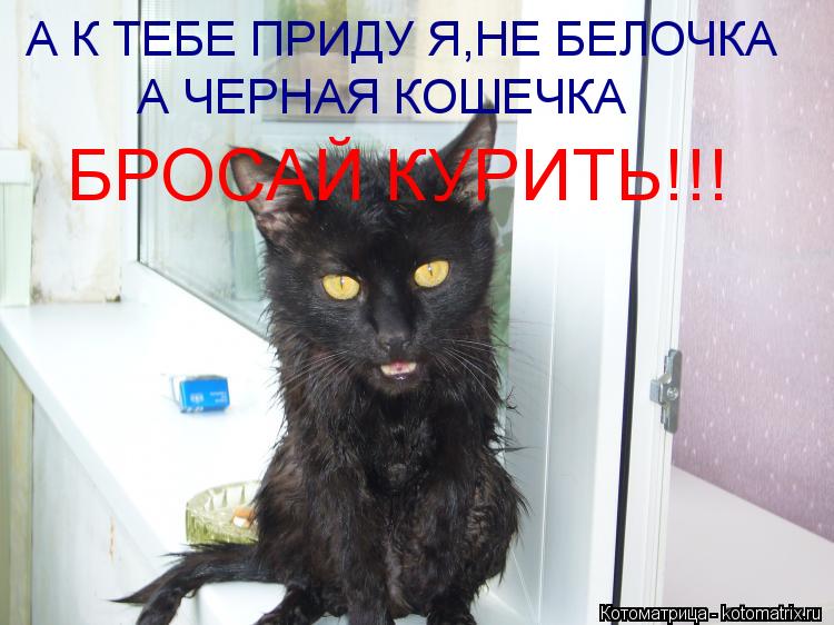 А К ТЕБЕ ПРИДУ Я,НЕ БЕЛОЧКА А ЧЕРНАЯ КОШЕЧКА БРОСАЙ КУРИТЬ!!!... Котоматрица: А К ТЕБЕ ПРИДУ Я,НЕ БЕЛОЧКА А ЧЕРНАЯ КОШЕЧКА БРОСАЙ КУРИТЬ!!!