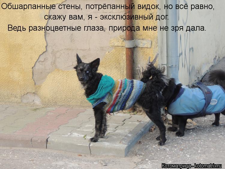 Обшарпанные стены, потрёпанный видок, но всё равно, скажу вам, я - эксклюзивный дог. Ведь разноцвет... Котоматрица: Обшарпанные стены, потрёпанный видок, но всё равно, скажу вам, я - эксклюзивный дог. Ведь разноцветные глаза, природа мне не зря дала.