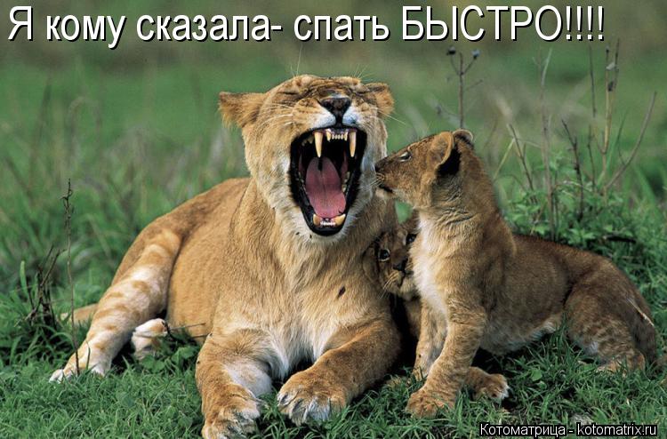 Я кому сказала- спать БЫСТРО!!!!... Котоматрица: Я кому сказала- спать БЫСТРО!!!!
