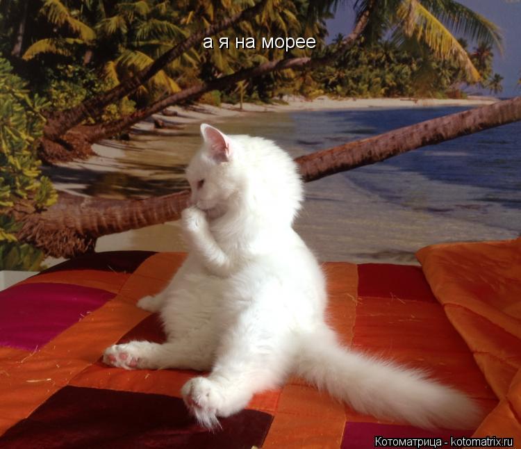 а я на морее... Котоматрица: а я на морее