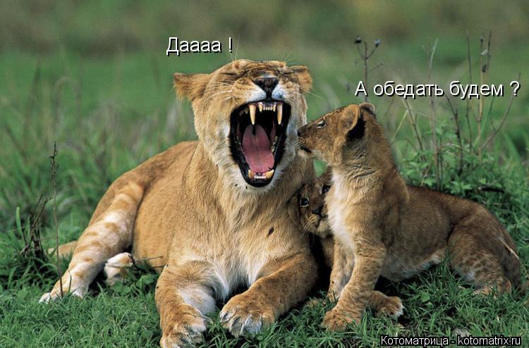 А обедать будем ? Даааа !... Котоматрица: А обедать будем ? Даааа !
