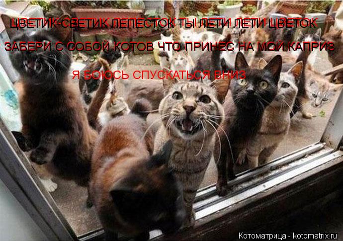 ЦВЕТИК-СВЕТИК ЛЕПЕСТОК ТЫ ЛЕТИ ЛЕТИ ЦВЕТОК ЦВЕТИК-СВЕТИК ЛЕПЕСТОК ТЫ ЛЕТИ ЛЕТИ ЦВЕТОК ЗАБЕРИ С СОБОЙ ... Котоматрица: ЦВЕТИК-СВЕТИК ЛЕПЕСТОК ТЫ ЛЕТИ ЛЕТИ ЦВЕТОК ЦВЕТИК-СВЕТИК ЛЕПЕСТОК ТЫ ЛЕТИ ЛЕТИ ЦВЕТОК ЗАБЕРИ С СОБОЙ КОТОВ ЧТО ПРИНЕС НА МОЙ КАПРИЗ ЗАБЕРИ