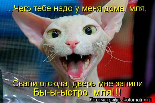 Котоматрица: ...Чего тебе надо у меня дома, мля, Свали отсюда, дверь мне запили Бы-ы-ыстро, мля!!!