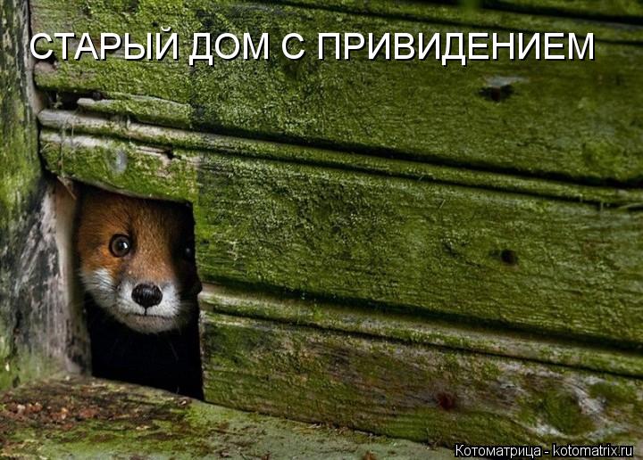 СТАРЫЙ ДОМ С ПРИВИДЕНИЕМ... Котоматрица: СТАРЫЙ ДОМ С ПРИВИДЕНИЕМ