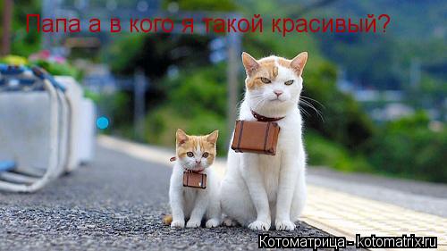 Папа а в кого я такой красивый?... Котоматрица: Папа а в кого я такой красивый?