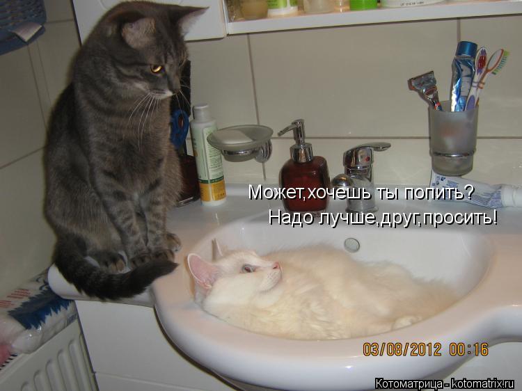 Может,хочешь ты попить? Надо лучше,друг,просить!... Котоматрица: Может,хочешь ты попить? Надо лучше,друг,просить!
