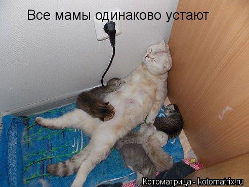Все мамы одинаково устают... Котоматрица: Все мамы одинаково устают