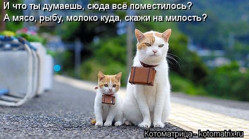 И что ты думаешь, сюда всё поместилось? А мясо, рыбу, молоко куда, скажи на милость?... Котоматрица: И что ты думаешь, сюда всё поместилось? А мясо, рыбу, молоко куда, скажи на милость?