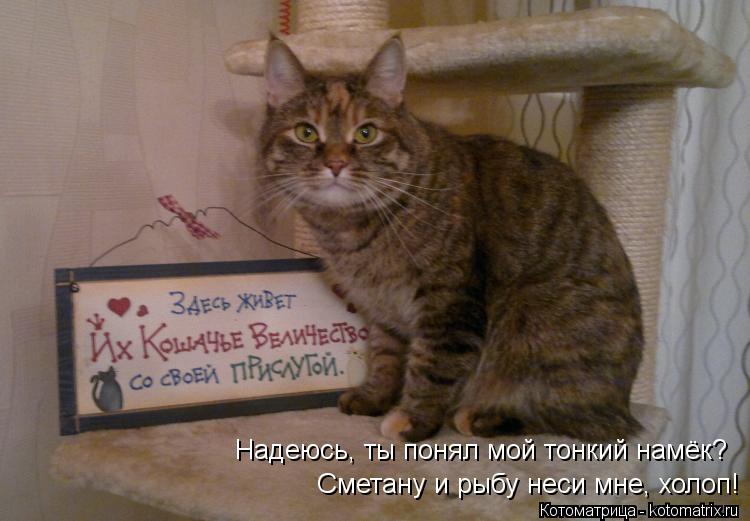 Надеюсь, ты понял мой тонкий намёк? Сметану и рыбу неси мне, холоп!... Котоматрица: Надеюсь, ты понял мой тонкий намёк? Сметану и рыбу неси мне, холоп!