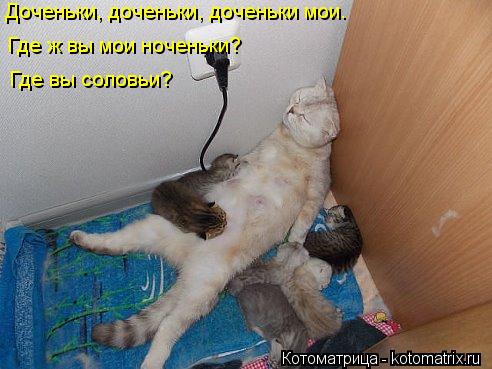 Доченьки, доченьки, доченьки мои. Где ж вы мои ноченьки? Где вы соловьи?... Котоматрица: Доченьки, доченьки, доченьки мои. Где ж вы мои ноченьки? Где вы соловьи?
