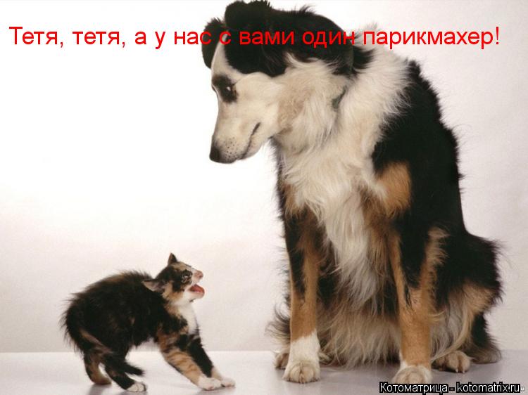 Тетя, тетя, а у нас с вами один парикмахер!... Котоматрица: Тетя, тетя, а у нас с вами один парикмахер!