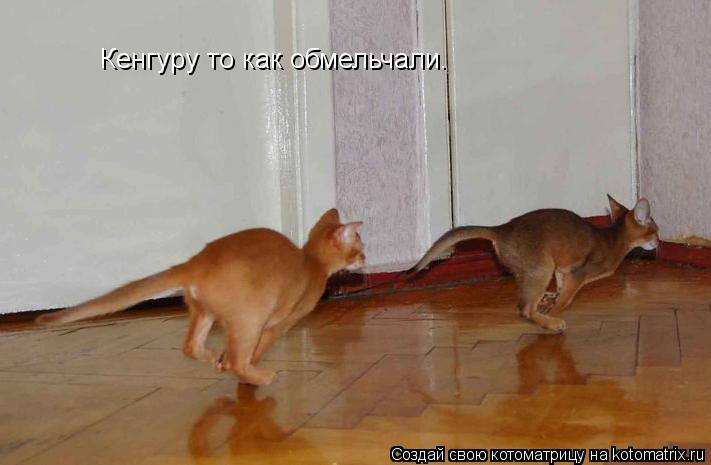 Кенгуру то как обмельчали.... Котоматрица: Кенгуру то как обмельчали.