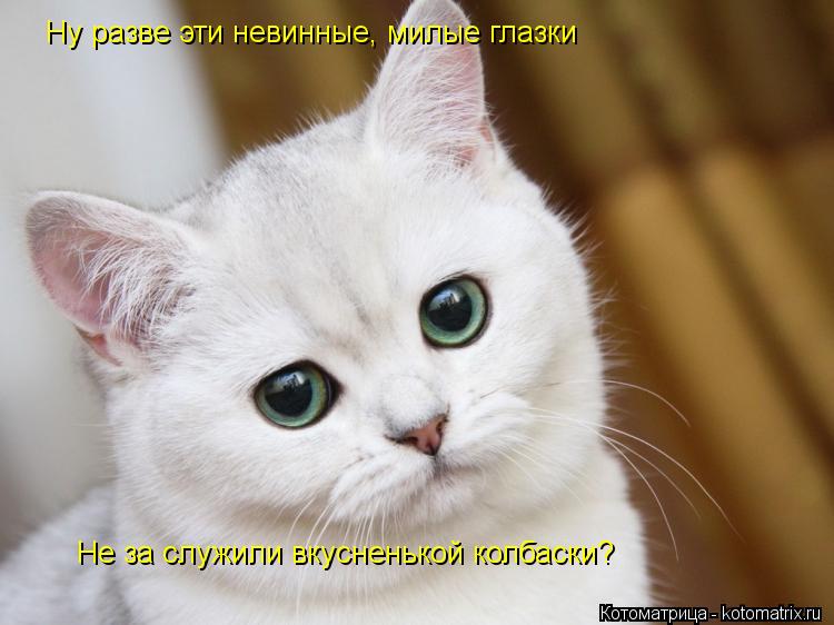 Ну разве эти невинные, милые глазки Не за служили вкусненькой колбаски?... Котоматрица: Ну разве эти невинные, милые глазки Не за служили вкусненькой колбаски?