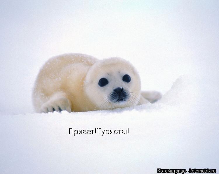 Привет!Туристы!... Котоматрица: Привет!Туристы!