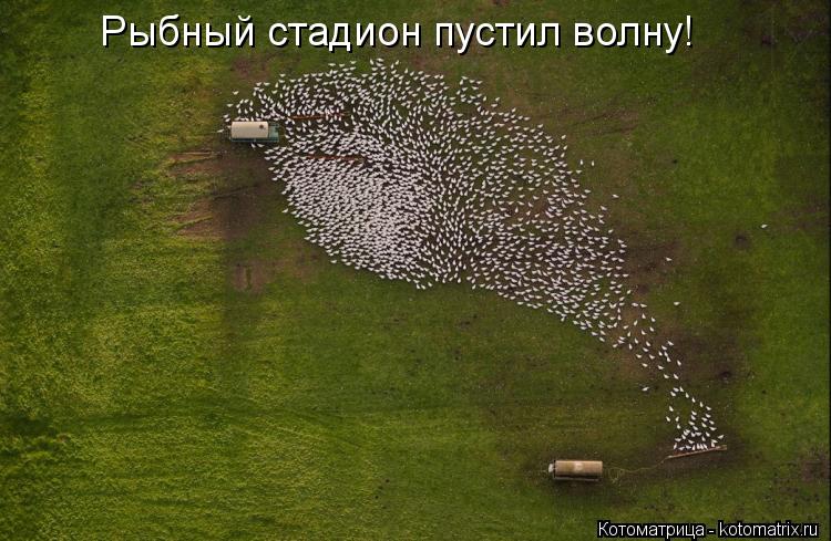 Рыбный стадион пустил волну!... Котоматрица: Рыбный стадион пустил волну!
