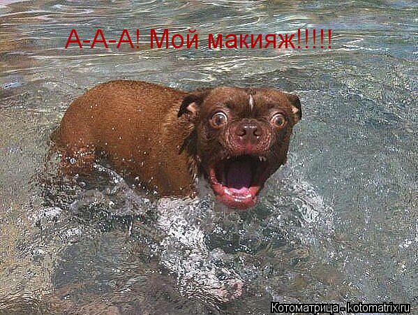 А-А-А! Мой макияж!!!!!... Котоматрица: А-А-А! Мой макияж!!!!!