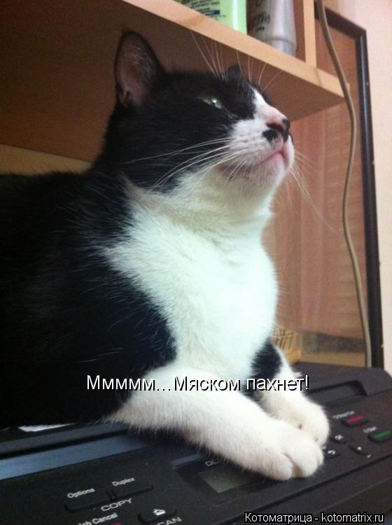 Ммммм...Мяском пахнет!... Котоматрица: Ммммм...Мяском пахнет!