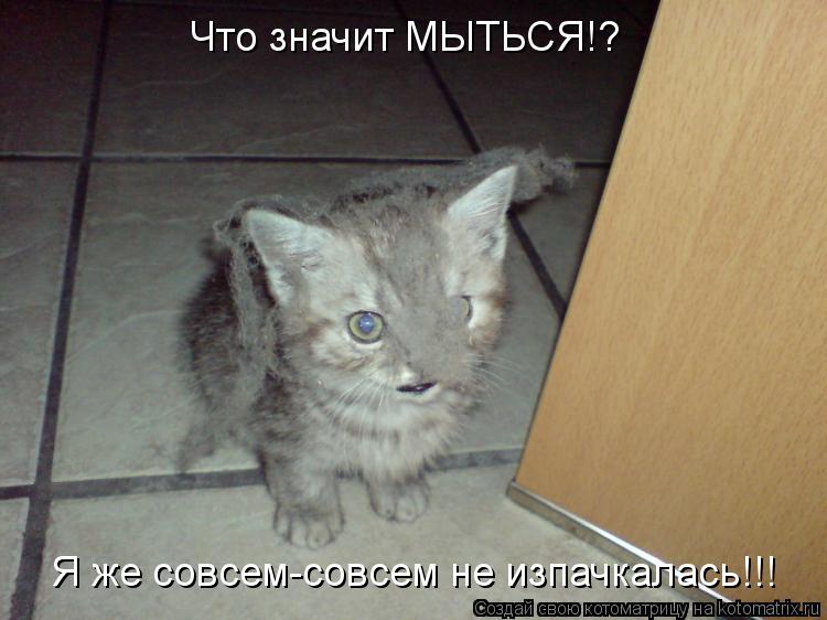 Что значит МЫТЬСЯ!? Я же совсем-совсем не изпачкалась!!!... Котоматрица: Что значит МЫТЬСЯ!? Я же совсем-совсем не изпачкалась!!!