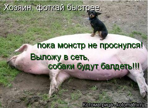 Хозяин, фоткай быстрее, пока монстр не проснулся! Выложу в сеть, собаки будут балдеть!!!... Котоматрица: Хозяин, фоткай быстрее, пока монстр не проснулся! Выложу в сеть, собаки будут балдеть!!!