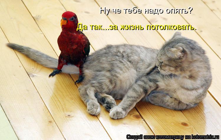 Ну че тебе надо опять? Да так...за жизнь потолковать.... Котоматрица: Ну че тебе надо опять? Да так...за жизнь потолковать.