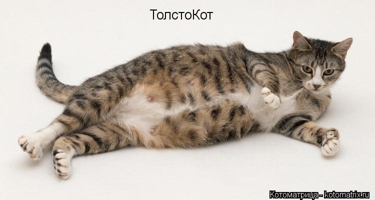 Котоматрица: ТолстоКот