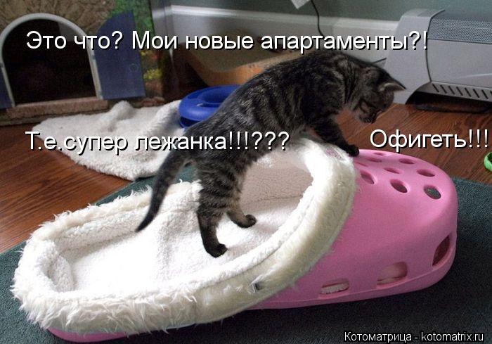 Это что? Мои новые апартаменты?! Т.е.супер лежанка!!!??? Офигеть!!!... Котоматрица: Это что? Мои новые апартаменты?! Т.е.супер лежанка!!!??? Офигеть!!!