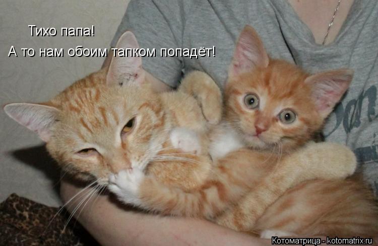 Тихо папа! А то нам обоим тапком попадёт!... Котоматрица: Тихо папа! А то нам обоим тапком попадёт!