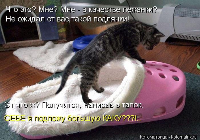 Котоматрица: Что это? Мне? Мне - в качестве лежанки? Не ожидал от вас такой подлянки! Эт что ж? Получится, написав в тапок, СЕБЕ я подложу большую КАКУ???!..