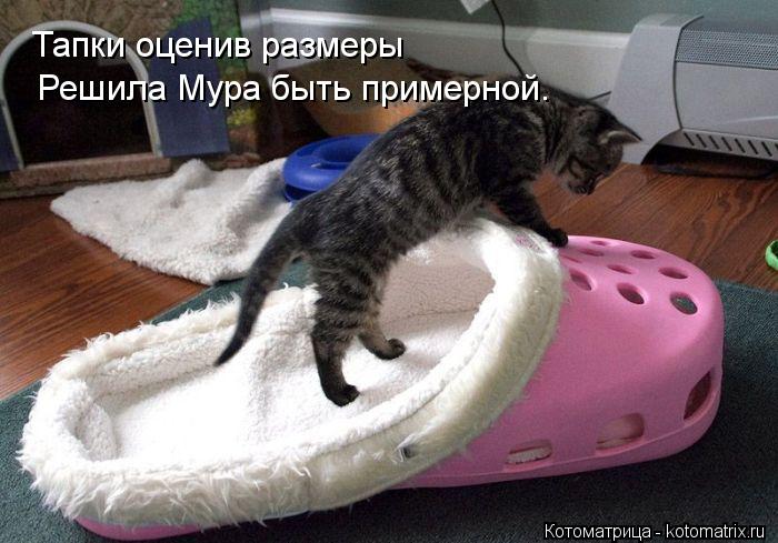 Тапки оценив размеры Решила Мура быть примерной.... Котоматрица: Тапки оценив размеры Решила Мура быть примерной.