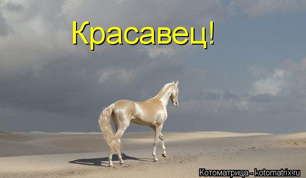 Красавец!... Котоматрица: Красавец!