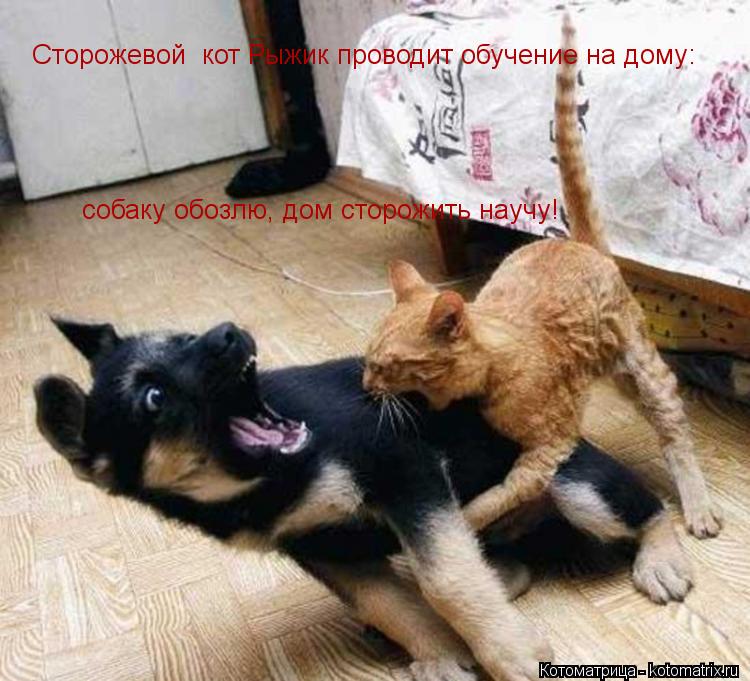 Котоматрица: Сторожевой  кот Рыжик проводит обучение на дому: собаку обозлю, дом сторожить научу!