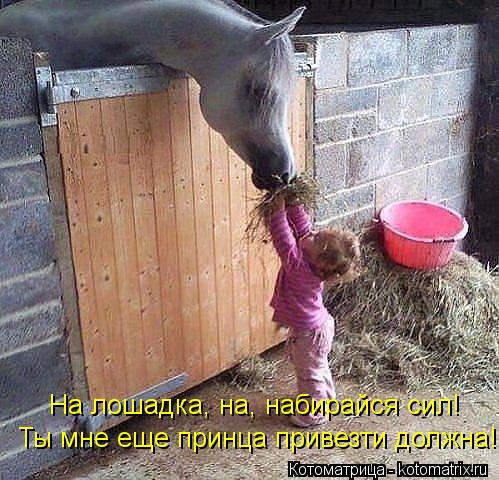 На лошадка, на, набирайся сил! Ты мне еще принца привезти должна!... Котоматрица: На лошадка, на, набирайся сил! Ты мне еще принца привезти должна!