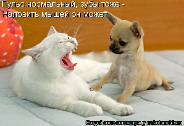 Пульс нормальный, зубы тоже - Наловить мышей он может... Котоматрица: Пульс нормальный, зубы тоже - Наловить мышей он может