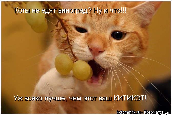 Коты не едят виноград? Ну и что!!! Уж всяко лучше, чем этот ваш КИТИКЭТ!... Котоматрица: Коты не едят виноград? Ну и что!!! Уж всяко лучше, чем этот ваш КИТИКЭТ!