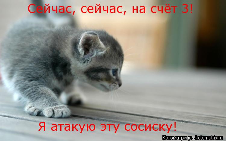 Котоматрица: Сейчас, сейчас, на счёт 3! Я атакую эту сосиску!