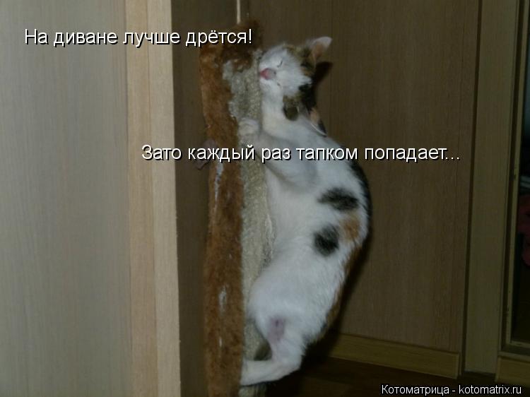 На диване лучше дрётся! Зато каждый раз тапком попадает...... Котоматрица: На диване лучше дрётся! Зато каждый раз тапком попадает...