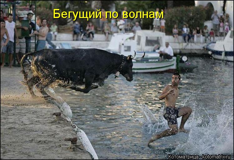 Бегущий по волнам... Котоматрица: Бегущий по волнам