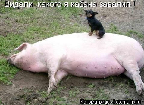 Котоматрица: Видали ,какого я кабана завалил !