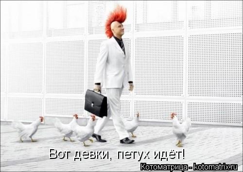 Вот девки, петух идёт!... Котоматрица: Вот девки, петух идёт!