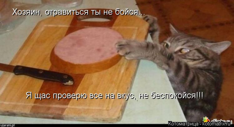 Хозяин, отравиться ты не бойся... Я щас проверю все на вкус, не беспокойся!!!... Котоматрица: Хозяин, отравиться ты не бойся... Я щас проверю все на вкус, не беспокойся!!!