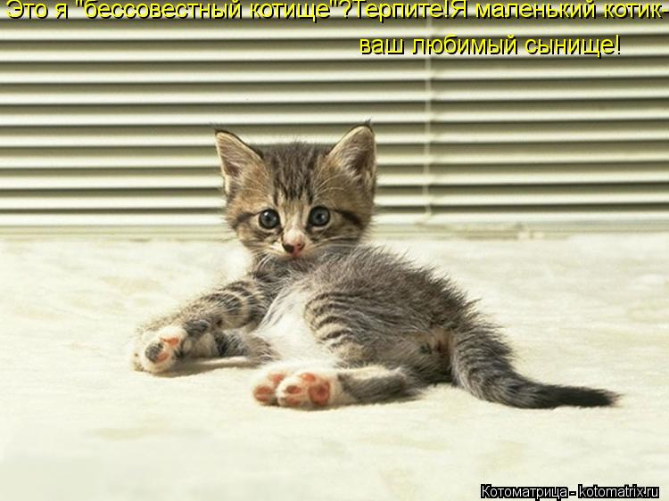 ваш любимый сынище! Это я "бессовестный котище"?Терпите!Я маленький котик-... Котоматрица: ваш любимый сынище! Это я "бессовестный котище"?Терпите!Я маленький котик-
