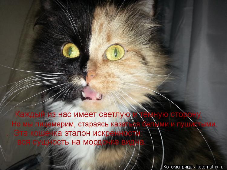 Каждый из нас имеет светлую и тёмную сторону, Но мы лицемерим, стараясь казаться белыми и пушистыми... Котоматрица: Каждый из нас имеет светлую и тёмную сторону, Но мы лицемерим, стараясь казаться белыми и пушистыми. . Эта кошечка эталон искренности: вся