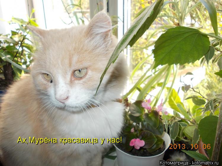 Ах,Мурёна красавица у нас!... Котоматрица: Ах,Мурёна красавица у нас!
