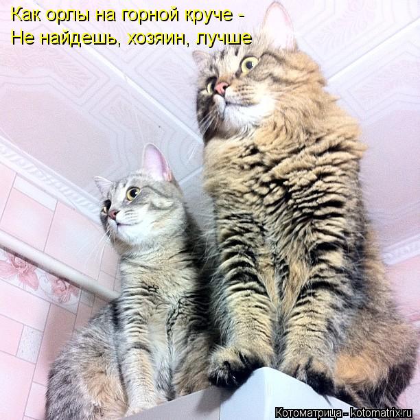 Как орлы на горной круче - Не найдешь, хозяин, лучше... Котоматрица: Как орлы на горной круче - Не найдешь, хозяин, лучше