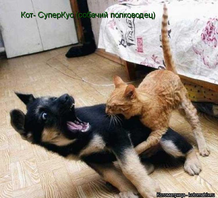 Котоматрица: Кот- СуперКус (собачий полководец)