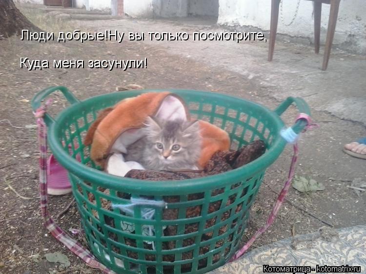 Люди добрые!Ну вы только посмотрите, Куда меня засунули! Куда меня засунули!... Котоматрица: Люди добрые!Ну вы только посмотрите, Куда меня засунули! Куда меня засунули!