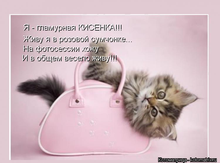 Котоматрица: Я - гламурная КИСЕНКА!!! Живу я в розовой сумчонке... На фотосессии хожу И в общем весело живу!!!